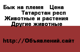 Бык на племя › Цена ­ 80 000 - Татарстан респ. Животные и растения » Другие животные   
